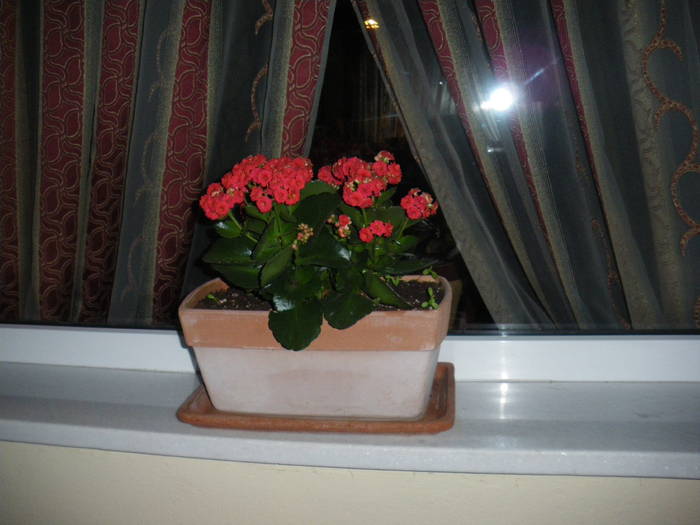 IMGP0183 - Kalanchoe