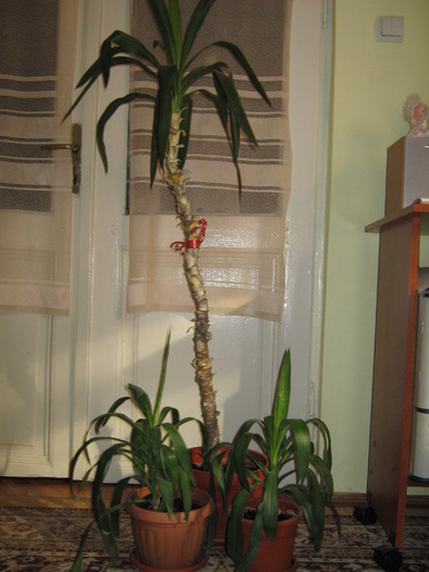 Yucca (mama cu 2 pui) - Plante de interior