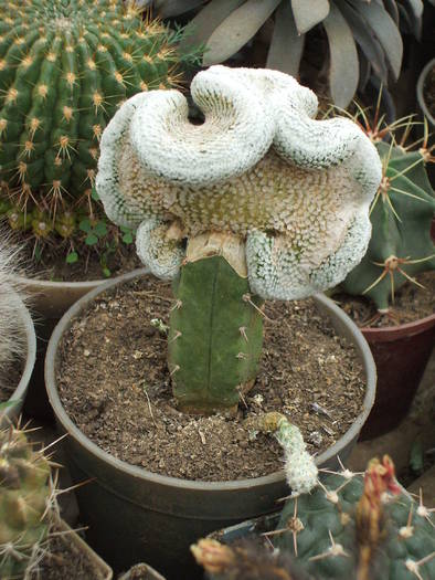 Turbinicarpus f. cristata - colectia mea de cactusi