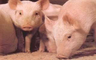 PIGS