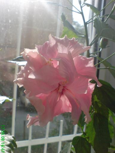 Hibiscus frez 1 - 2008