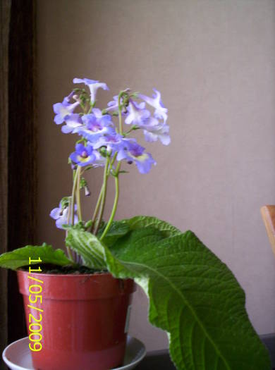 Streprocarpus hibrid 11 mai 2005 (1) - streptocarpus