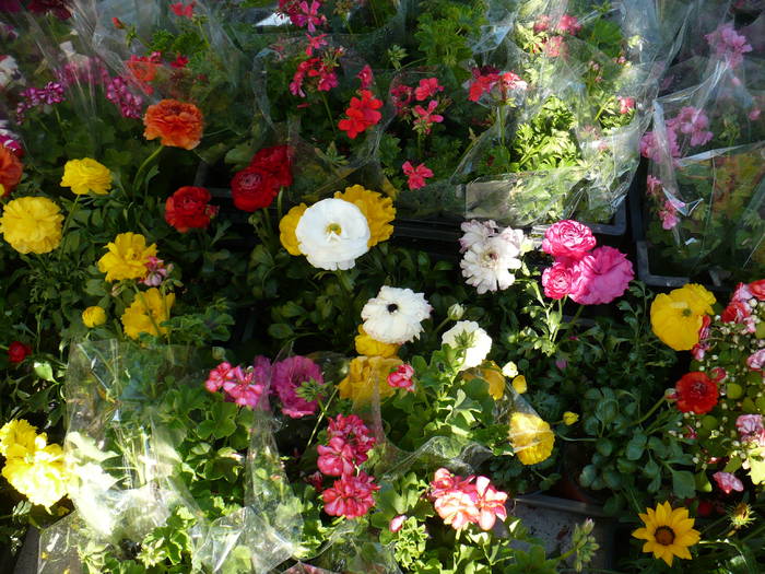 Ranunculus - Expo Floris 8 mai 2009