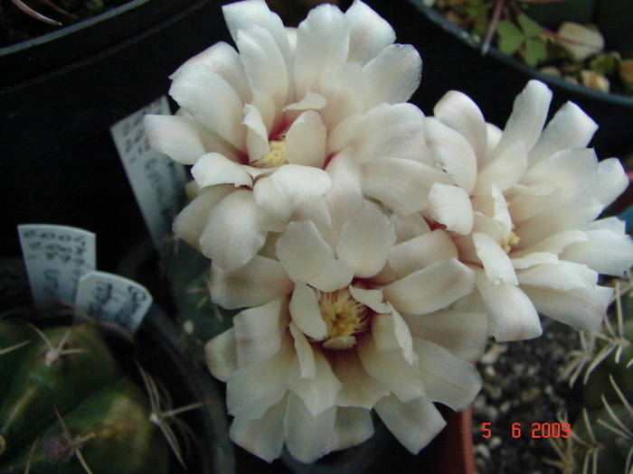 DSC05990 - 2009 Iunie