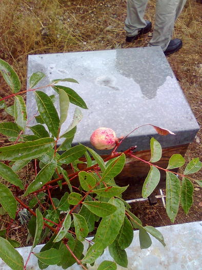 Imagine1386 - ApiMondia