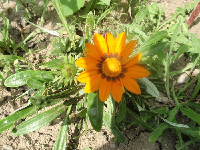 gazania - plante de gradina