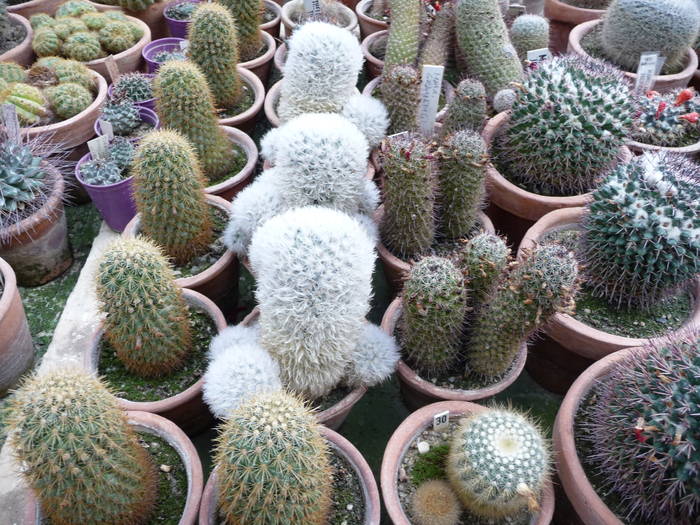 P1010249 - Intalniri cu colectionari de cactusi