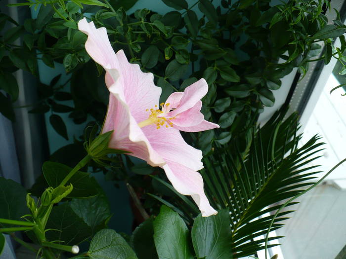 P1140481