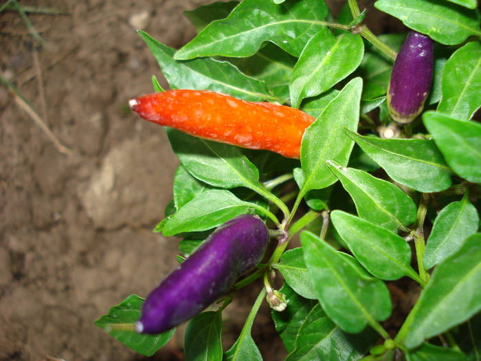 Black-Purple-Red Pepper (2009, Aug.05) - Black Chili Pepper_01