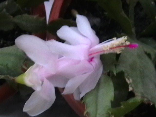 Picture 009