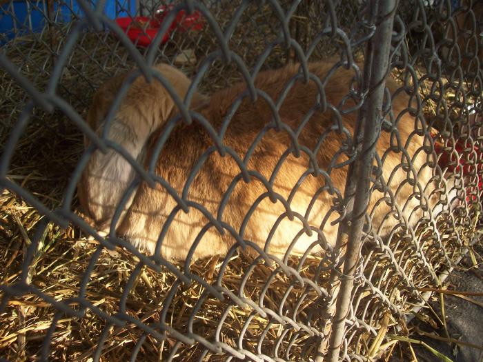EXPO 2009 .01.09  CLUJ-NAPOCA 102