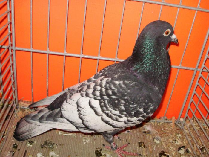 02988 briver schwartzkopfe 0 02988 briver schwartzkopfe 0