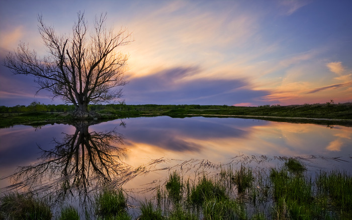 1935_theguardiantree_2560x1600