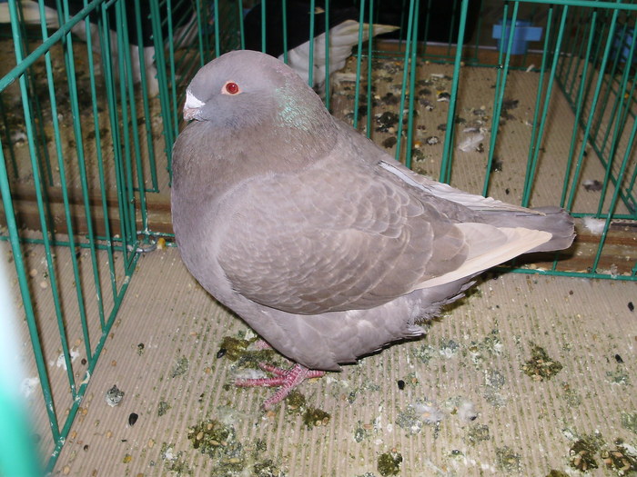 6231 sr 0 - 1507 partea 1b