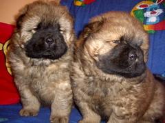 Chow-Chow; 2 masculi 6 sapt Galati
