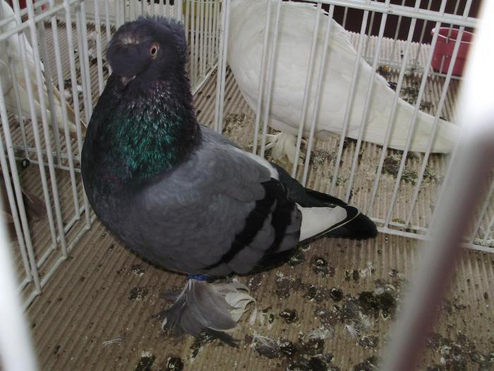 boto 9 - 1506 1 porumbei rj