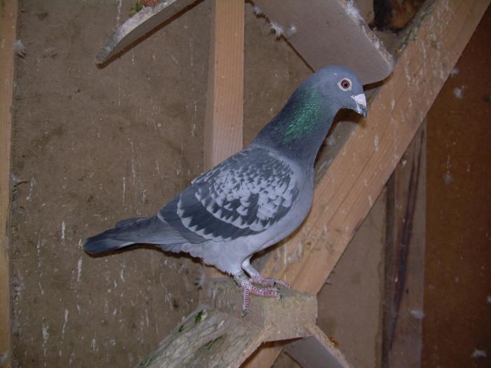 DSCN6212--alta achizitzie