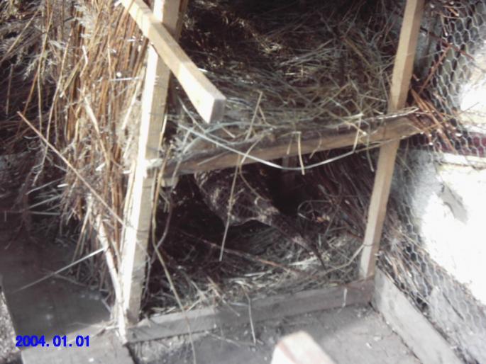 fazanita; cusca fazanului si fazanita
