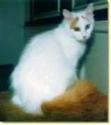 Van turco; Van turco etse  o pisica alba,cu 2-3 pete negre sau portocalii care se adapteaza la apartament.

