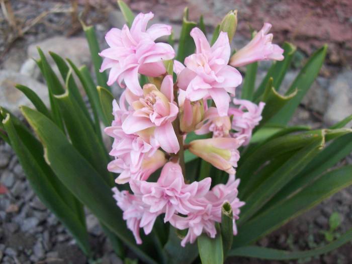 100_2405 - florile mele