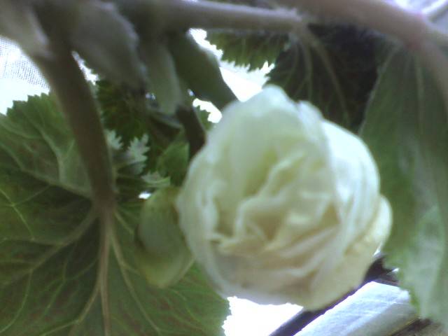 IMG_0992; begonia alba dubla
