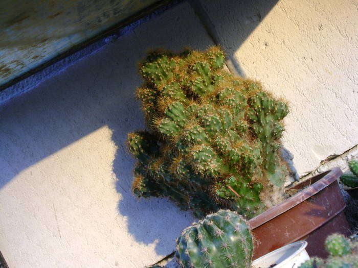 cactus - catusi si suculente