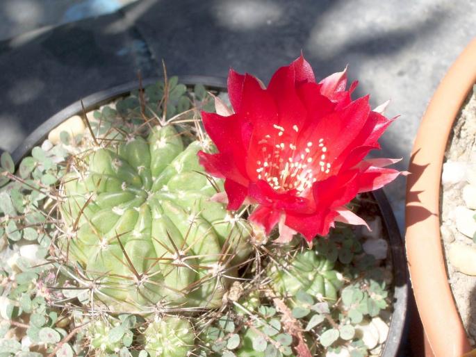 Lobivia pentlandii - CACTUSI - ANUL 2008