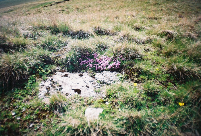 FLORI DE MUNTE - PIATRA ARSA-BABELE