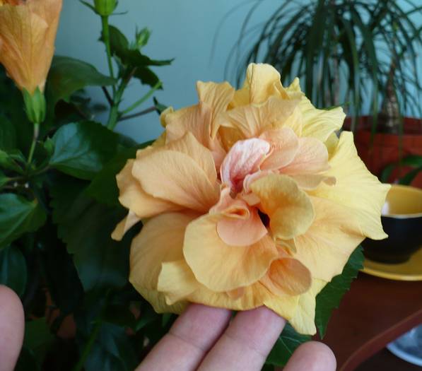 P1140203
