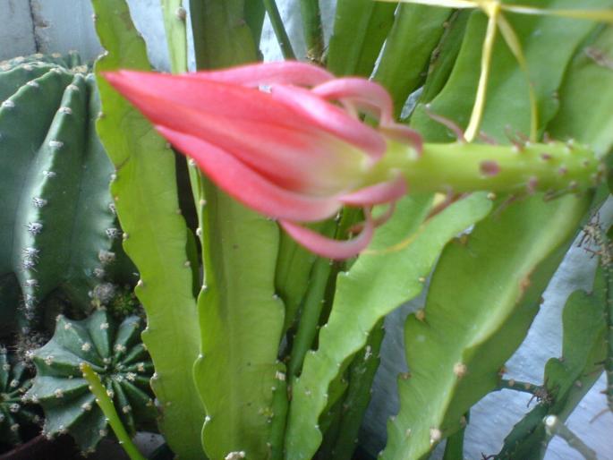 DSC01057 - cactusi