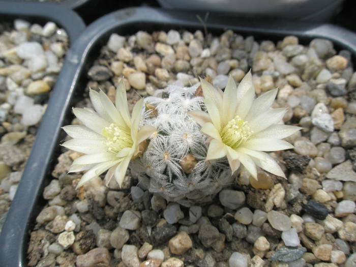Mammillaria duwei 22.05 - Mammillaria
