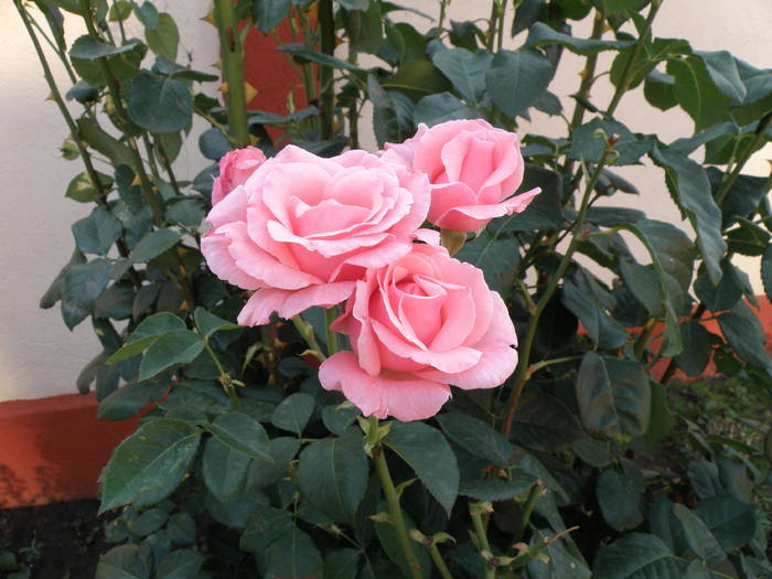 Picture 039 - trandafiri