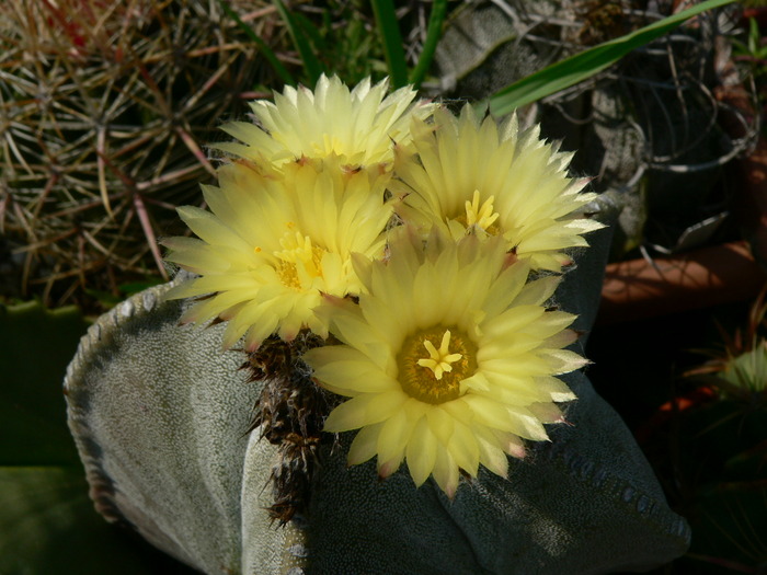 astrophytum_myriostigma - genul Astrophytum