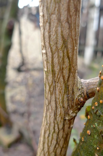 Ginkgo biloba, trunchi in formare - Plante hardy