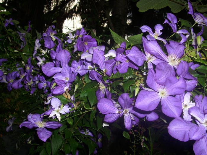 DSCI0864 - flori din gradina mea