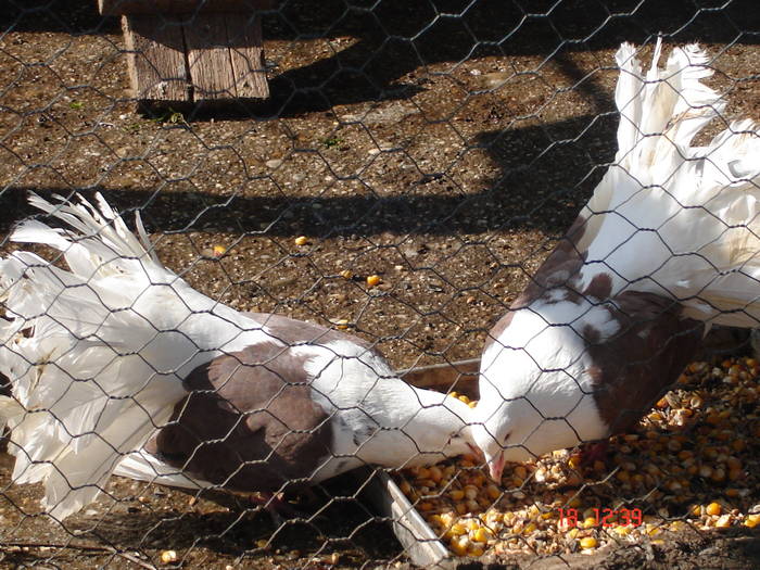 139 - D Porumbei Voltati Vechi