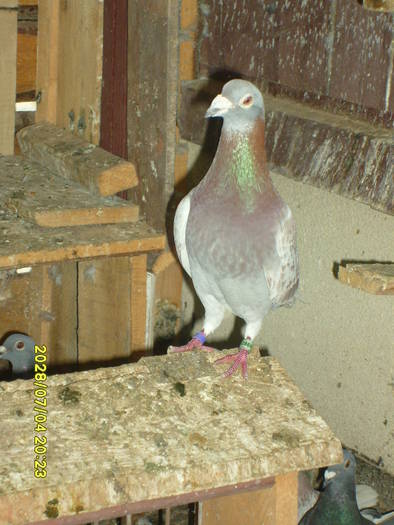 c - cativa dintre porumbeii mei