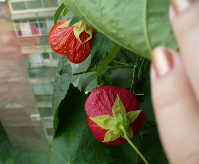 P1120359 - ABUTILONI