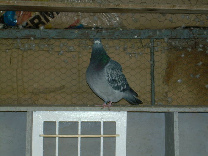 15.03.2009 018; mascul 2007
