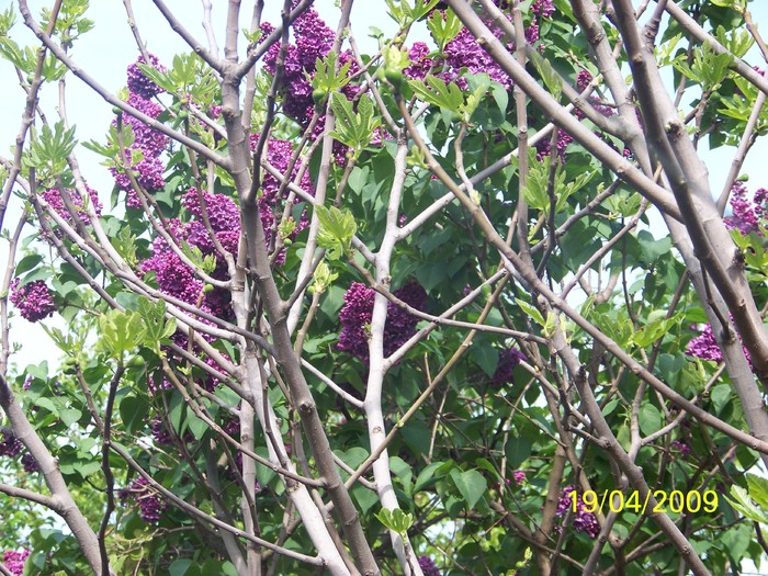 100_0918 - Primavara in curte  Timisoara