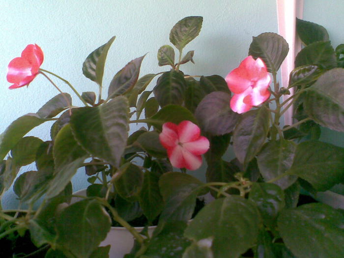 impatiens rosu cu alb - FLORI -2009