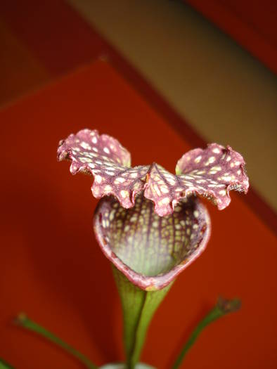 SARRACENIA LEUCOPHYLLA