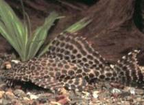 Pterygoplichthys%20gibbiceps