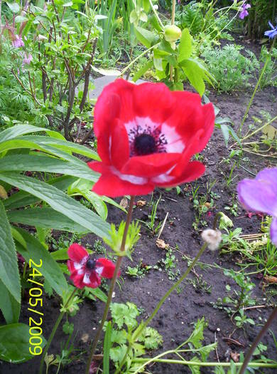 Anemona rosie 24 mai 2009 - anemone