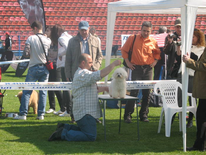 IMG_4797 - bichon frise