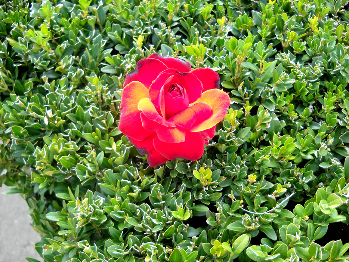 Picture 240 - flori dragute