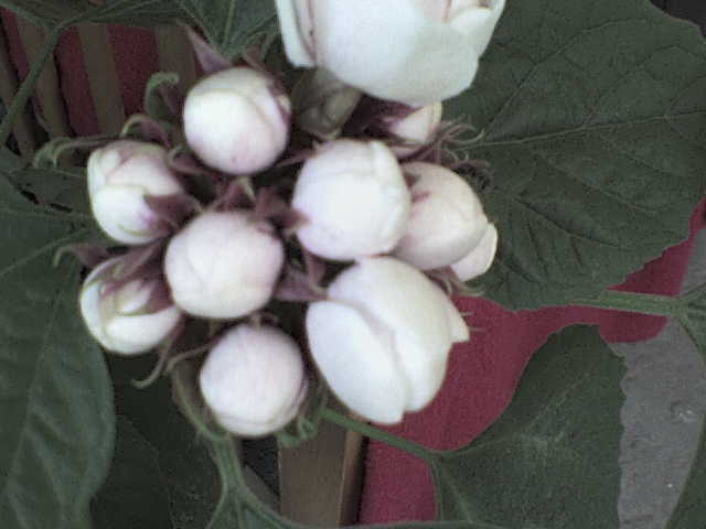 DSC00033 - CLERODENDRUM Phillipinum