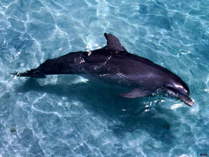 delfin in apa - Animale