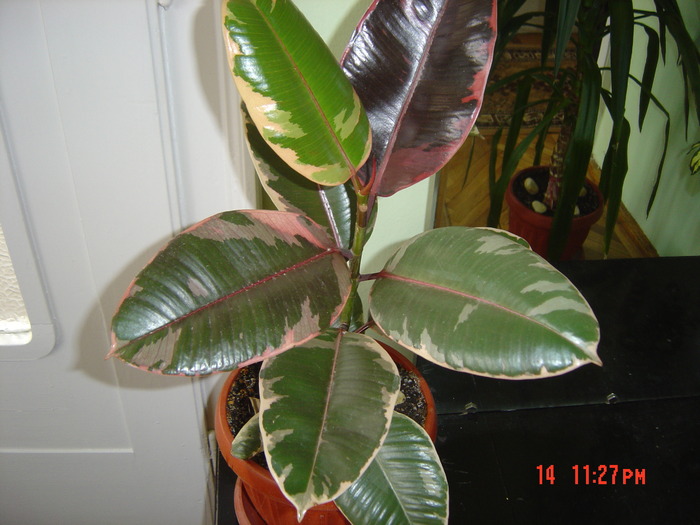 ficus