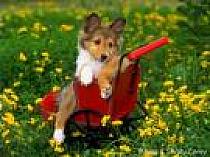 images